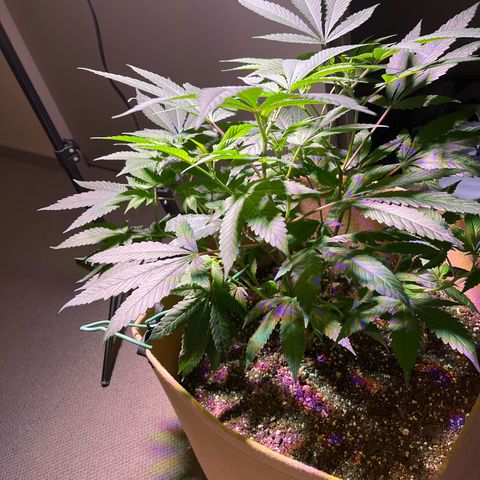 Gary P growlog photo: Going crazy