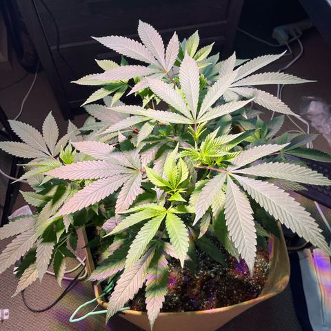 Gary P growlog timeline photo