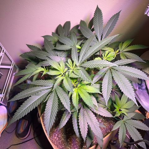Gary P growlog timeline photo