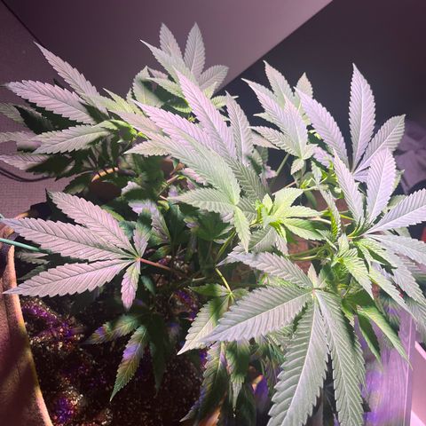 Gary P growlog timeline photo