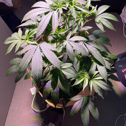 Gary P growlog timeline photo