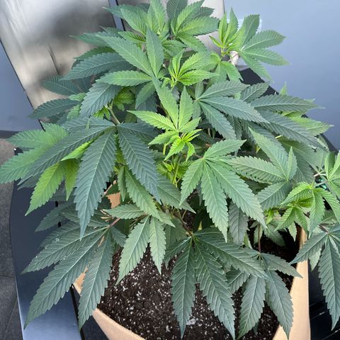 Gary P growlog photo: Getting that outside light