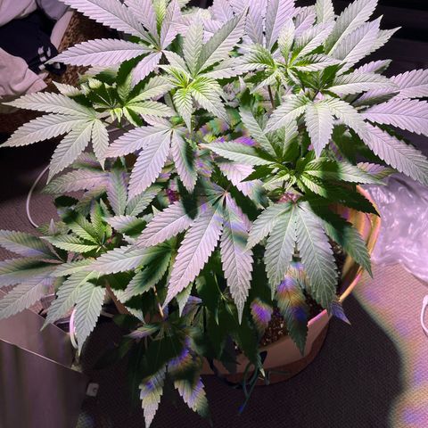 Gary P growlog timeline photo