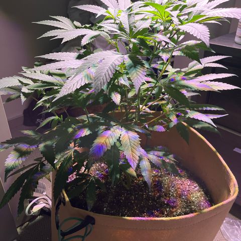 Gary P growlog timeline photo