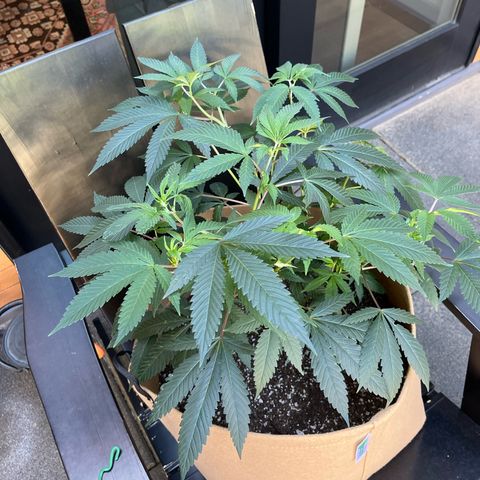 Gary P growlog timeline photo