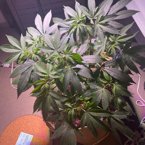 Gary P growlog timeline photo
