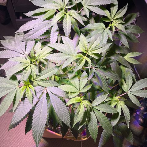 Gary P growlog timeline photo