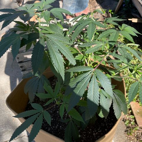 Gary P growlog timeline photo