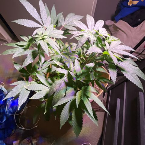 Gary P growlog timeline photo