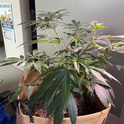 Gary P growlog timeline photo