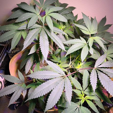 Gary P growlog timeline photo