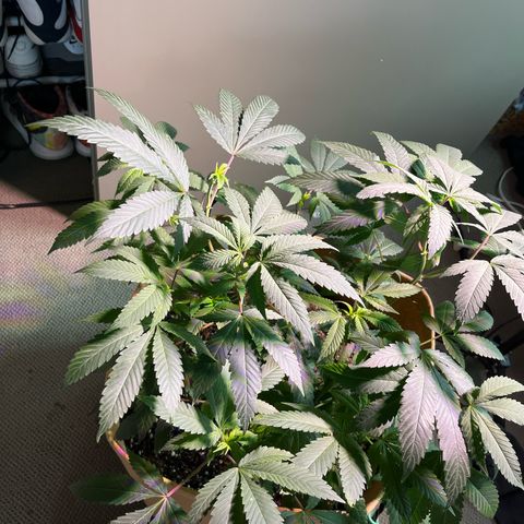 Gary P growlog timeline photo