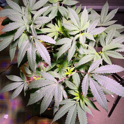 Gary P growlog timeline photo