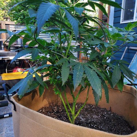 Gary P growlog photo: Low stress over