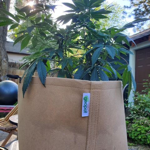 Gary P growlog photo: Low stress over