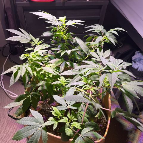 Gary P growlog timeline photo