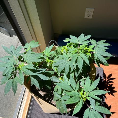 Gary P growlog timeline photo