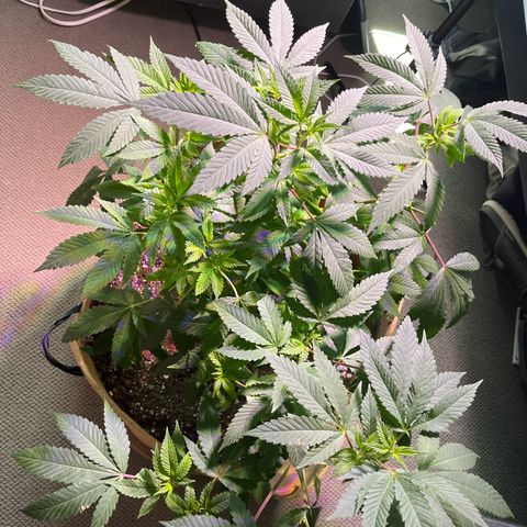 Gary P growlog timeline photo