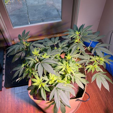 Gary P growlog timeline photo