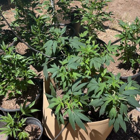 Gary P growlog timeline photo