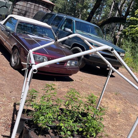 Gary P growlog photo: Hanging with the whips