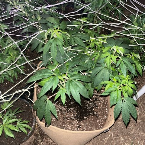 Gary P growlog timeline photo