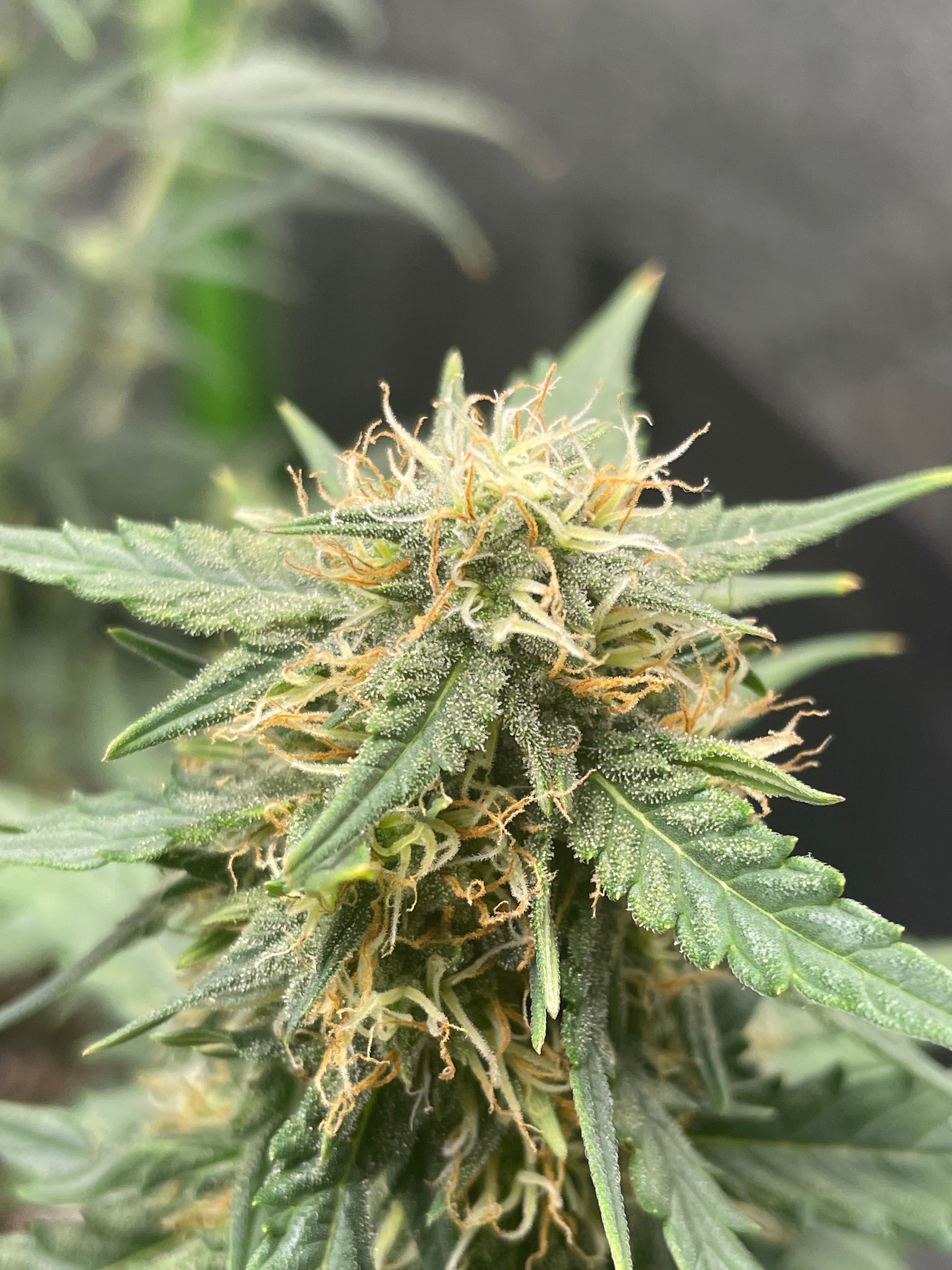 Gorilla glue 4 growlog header