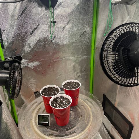 Gorilla glue 4 growlog photo