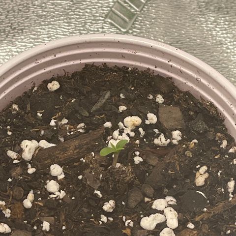 Gorilla glue 4 growlog photo