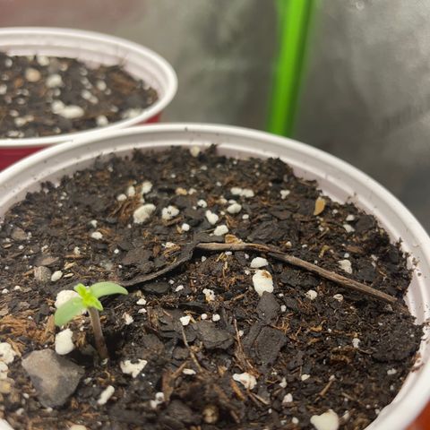 Gorilla glue 4 growlog photo