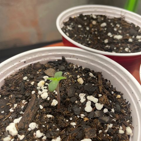 Gorilla glue 4 growlog photo