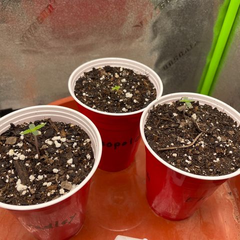 Gorilla glue 4 growlog photo: Leo finally sprouted 