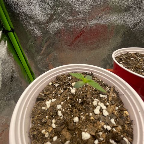 Gorilla glue 4 growlog timeline photo