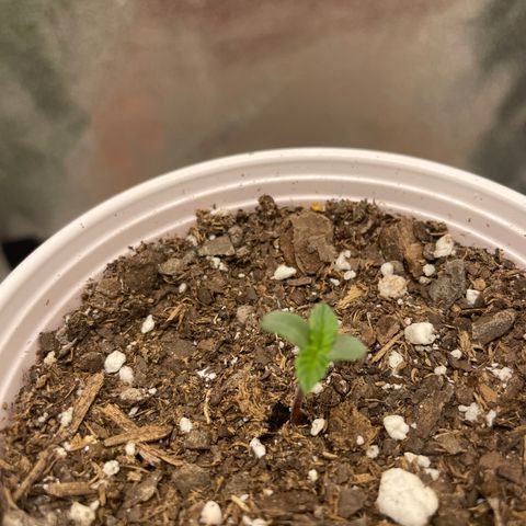 Gorilla glue 4 growlog timeline photo