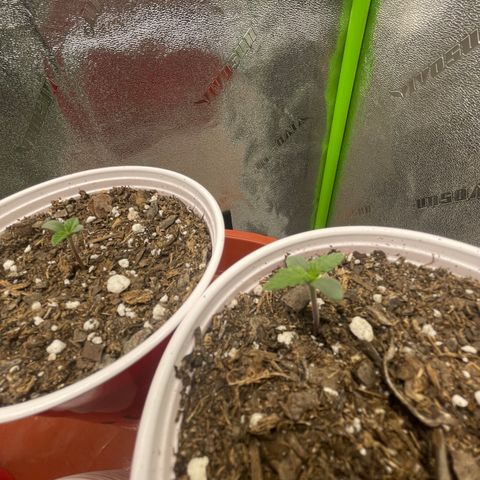 Gorilla glue 4 growlog timeline photo