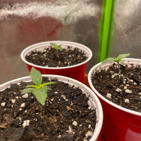 Gorilla glue 4 growlog timeline photo