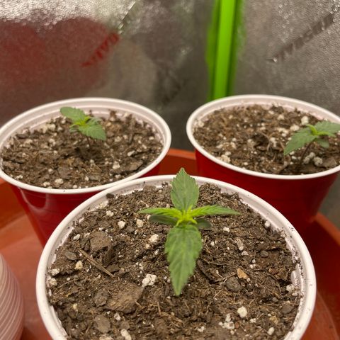 Gorilla glue 4 growlog timeline photo