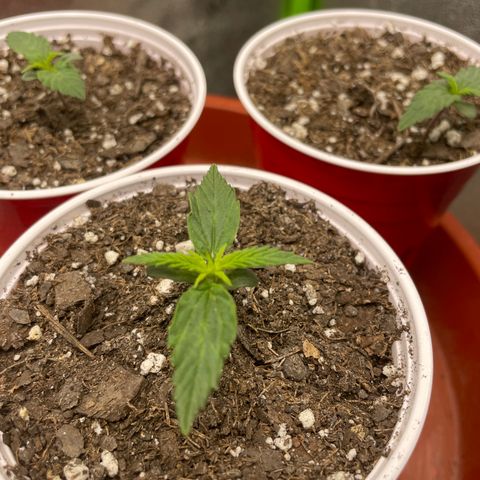 Gorilla glue 4 growlog timeline photo