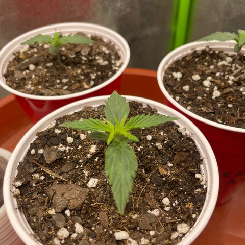 Gorilla glue 4 growlog timeline photo