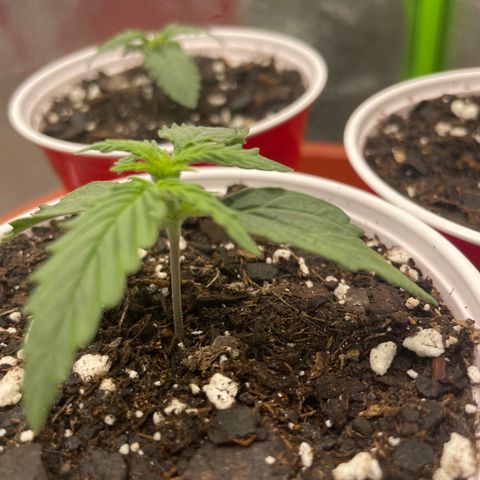 Gorilla glue 4 growlog timeline photo