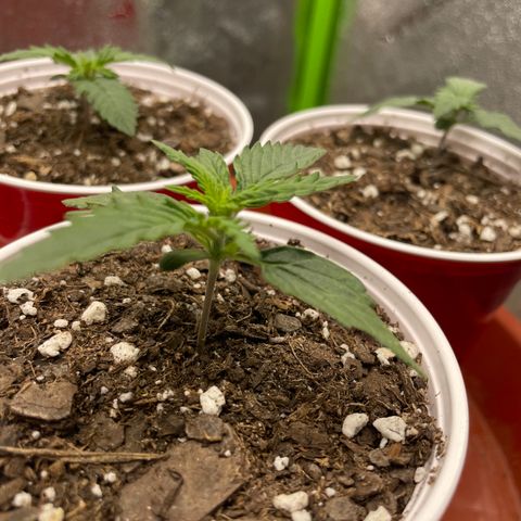 Gorilla glue 4 growlog timeline photo