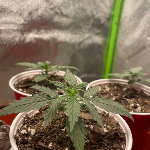 Gorilla glue 4 growlog timeline photo