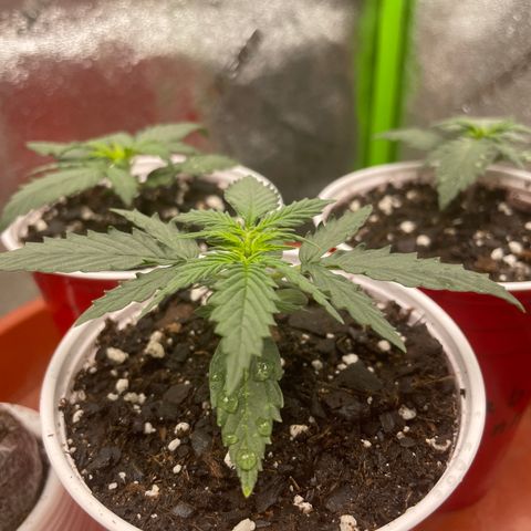 Gorilla glue 4 growlog timeline photo