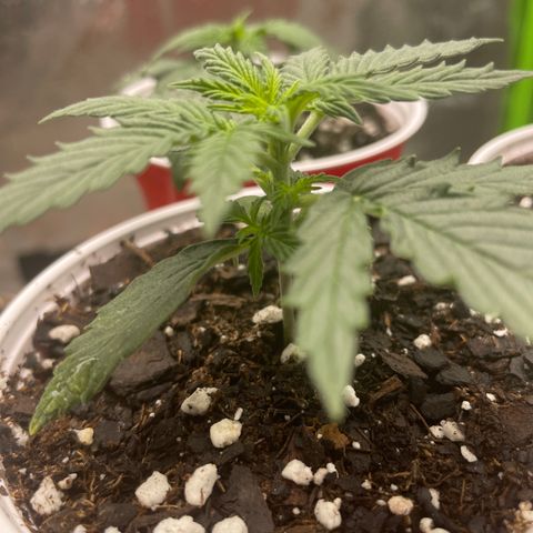 Gorilla glue 4 growlog timeline photo