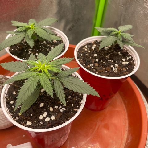Gorilla glue 4 growlog timeline photo
