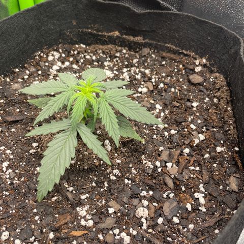 Gorilla glue 4 growlog photo: Brad