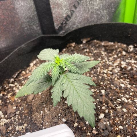 Gorilla glue 4 growlog photo: Liz