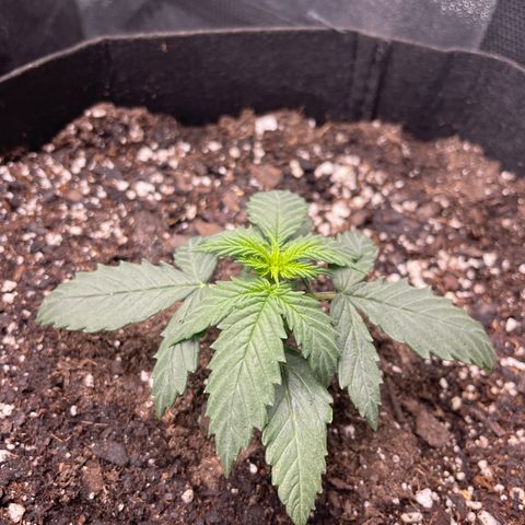 Gorilla glue 4 growlog photo: Leo
