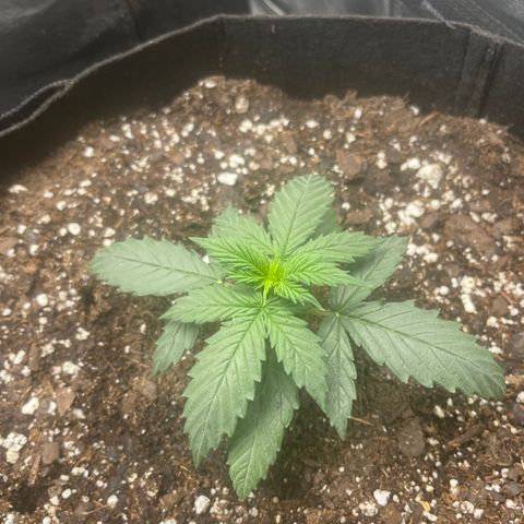 Gorilla glue 4 growlog timeline photo