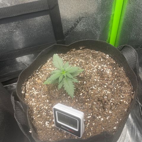 Gorilla glue 4 growlog timeline photo